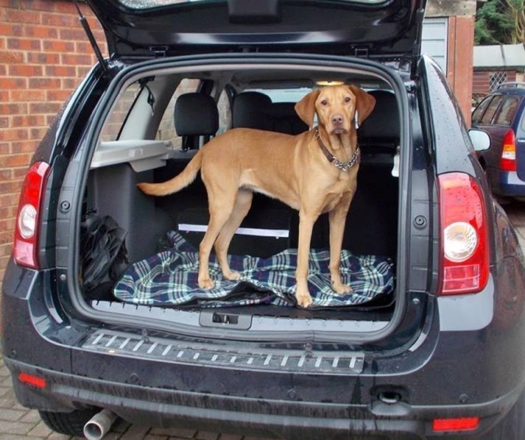 собака в багажнике рено дастер